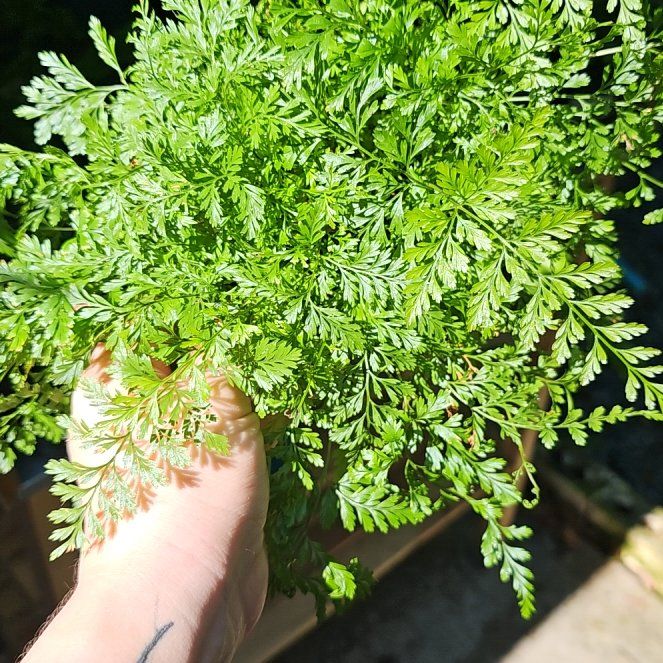 Photo of the plant species Black Rabbit Foot Fern by @EminentViolet named Lola on Greg, the plant care app