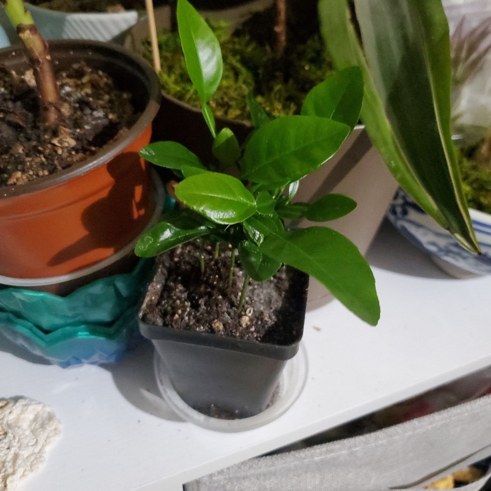 Photo of the plant species Makrut Lime by @EpitomeFantasy named Captain Plant-it on Greg, the plant care app