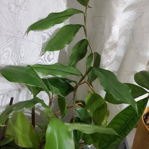 Photo of the plant species spiral ginger by @EpitomeFantasy named Ronaldo on Greg, the plant care app