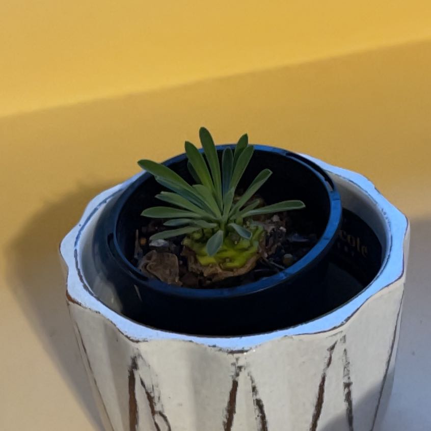 Photo of the plant species Pineapple Succulent by @JoysomeKaraka named Baesil on Greg, the plant care app