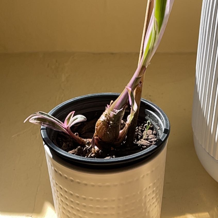 Photo of the plant species Variegated Silver Squill by @JoysomeKaraka named Nemo on Greg, the plant care app