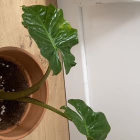 Photo of the plant species Alocacia Fornicata by @UntouchedQuince named Dolores on Greg, the plant care app