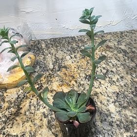 Photo of the plant species Echeveria 'Rico' by @SapientAster named Athena on Greg, the plant care app