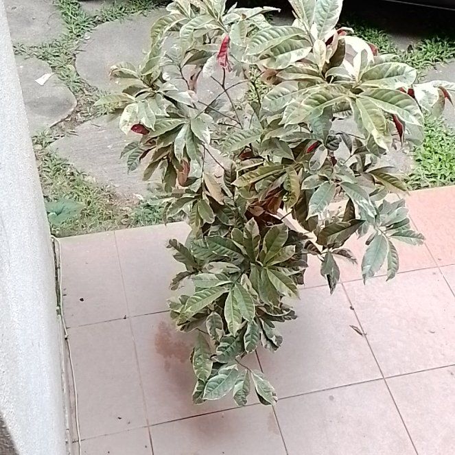Photo of the plant species Chinese Croton by @BonusSilverlady named Kylie on Greg, the plant care app