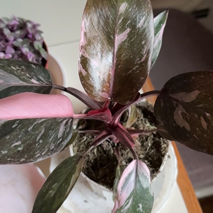 Photo of the plant species Philodendron 'Red Anderson' by @YummyMiniorchid named Harmony on Greg, the plant care app