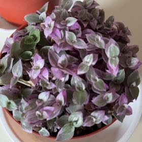 Photo of the plant species Pink Panther Tradescantia by @YummyMiniorchid named Osmo on Greg, the plant care app