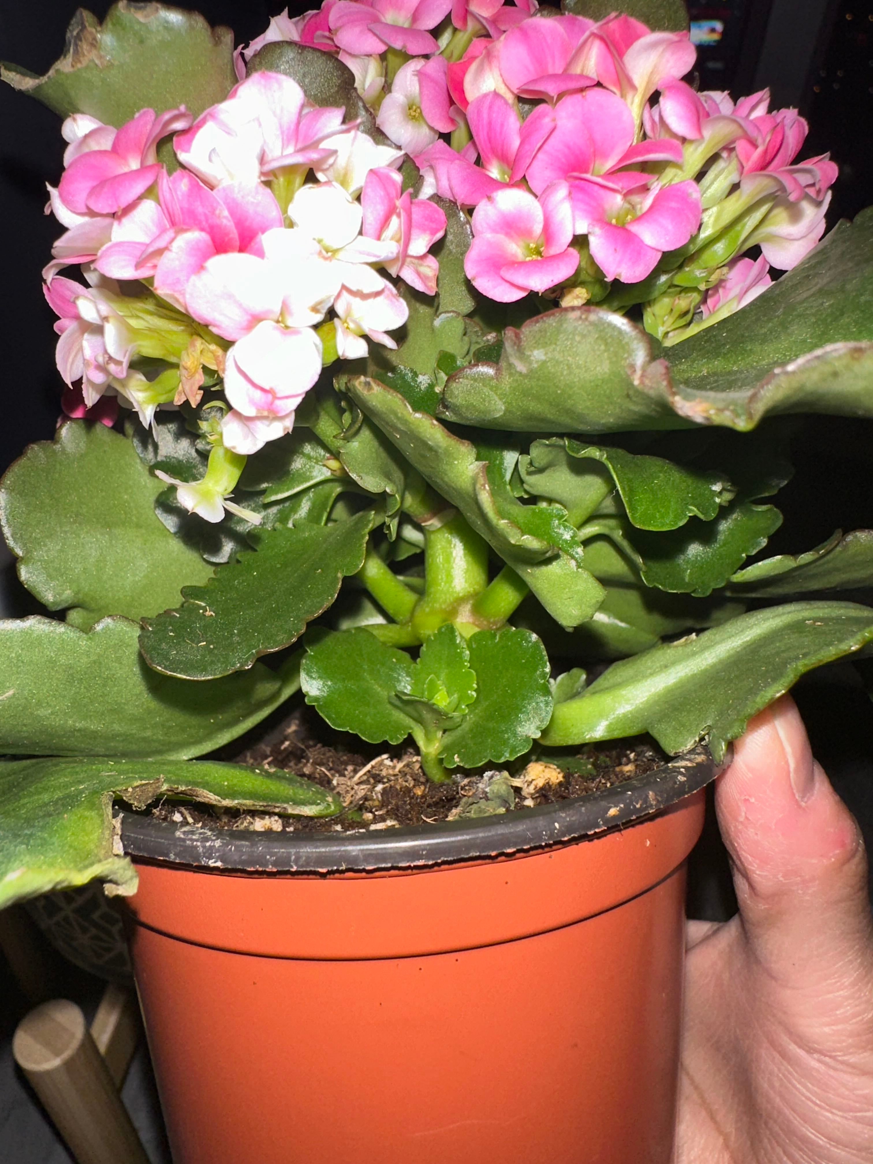 Big Leaf Kalanchoe How Much Water & Light Does it Need to Thrive?