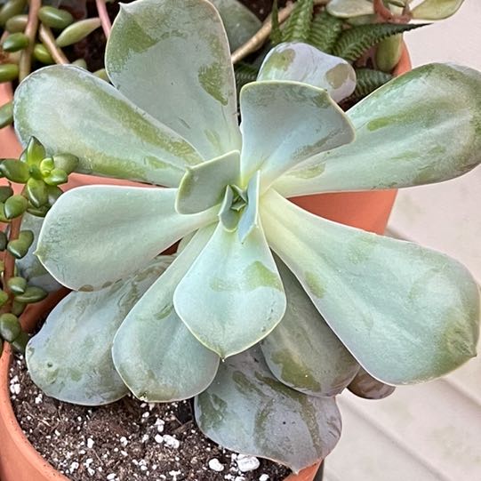Photo of the plant species Cream Puff by @PerkyVeilwort named Osmo on Greg, the plant care app