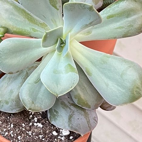 Photo of the plant species Cream Puff by @PerkyVeilwort named LiloStitch on Greg, the plant care app