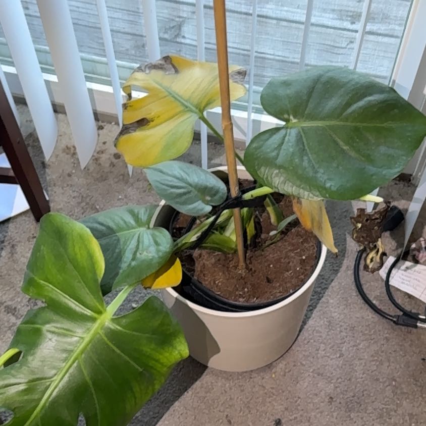 Photo of the plant species Elephant Ear by @KindRufflejade named Zion on Greg, the plant care app