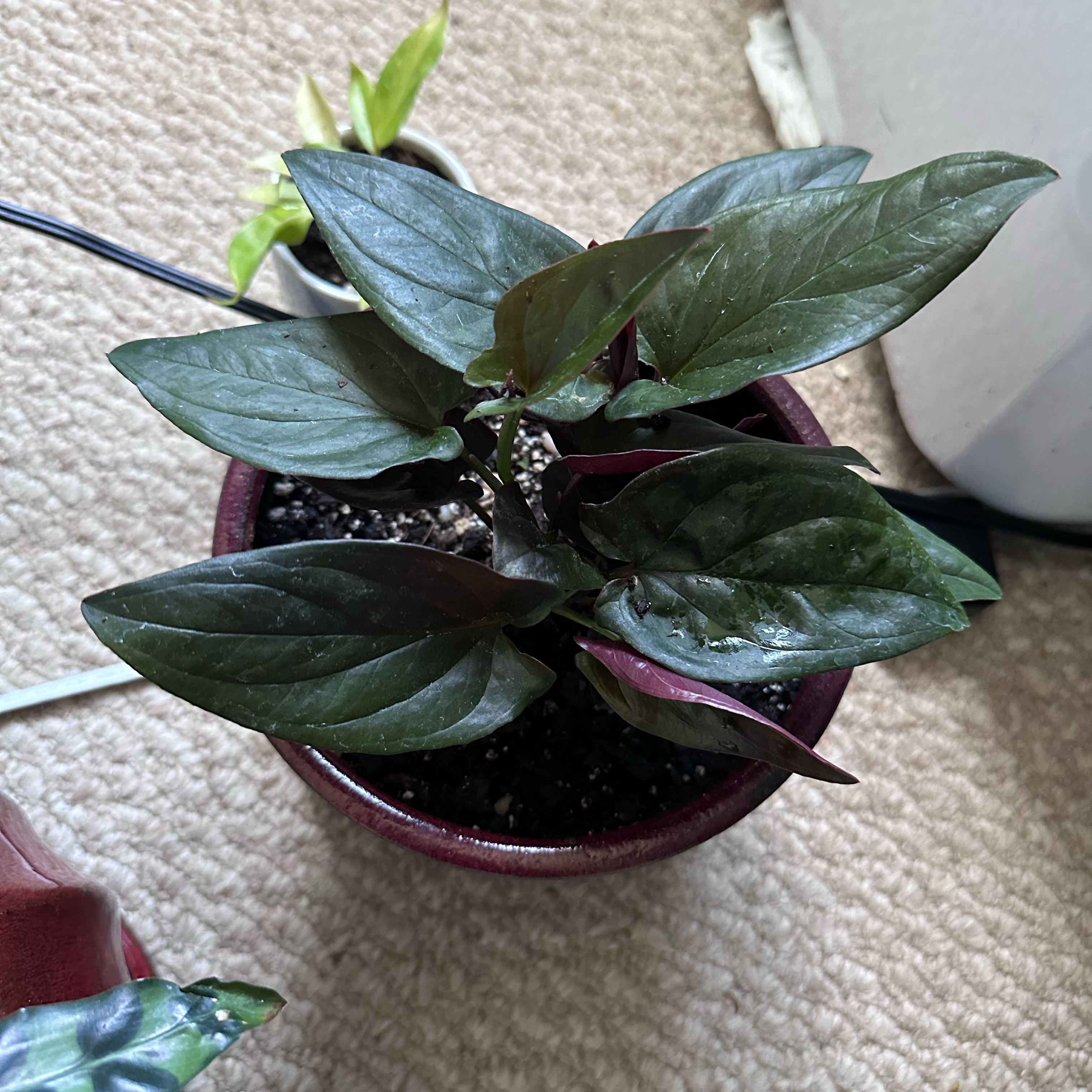 Potted Arrowhead Vine 'Red Arrow' with dark green and reddish leaves, visible soil.