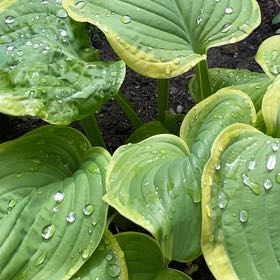 Photo of the plant species Hosta sieboldii by @SpeedySnowqueen named Drake on Greg, the plant care app