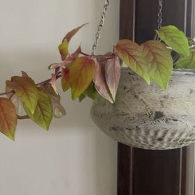 Photo of the plant species fuchsia autumnale by @ToughSilverlady named Demi on Greg, the plant care app
