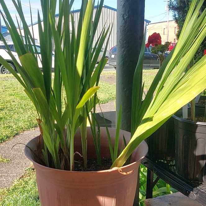 Photo of the plant species Montbretia by @NoblyAngelplant named Anne on Greg, the plant care app
