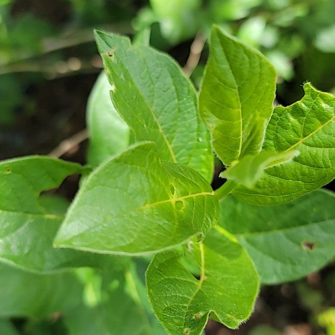 Photo of the plant species Alpine Honeysuckle by @SteadyWoodfern named da Vinci on Greg, the plant care app