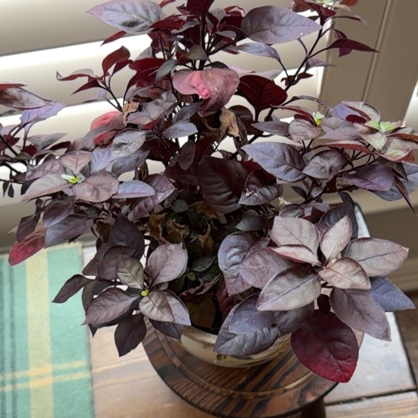 Photo of the plant species Brazilian Joyweed by @TirelessTawa named Beckham on Greg, the plant care app