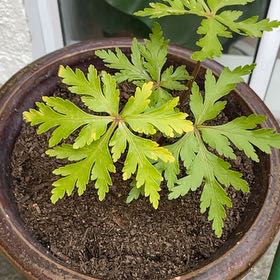 Photo of the plant species Giant Herb-Robert by @ZippyAjídulce named Rosa on Greg, the plant care app