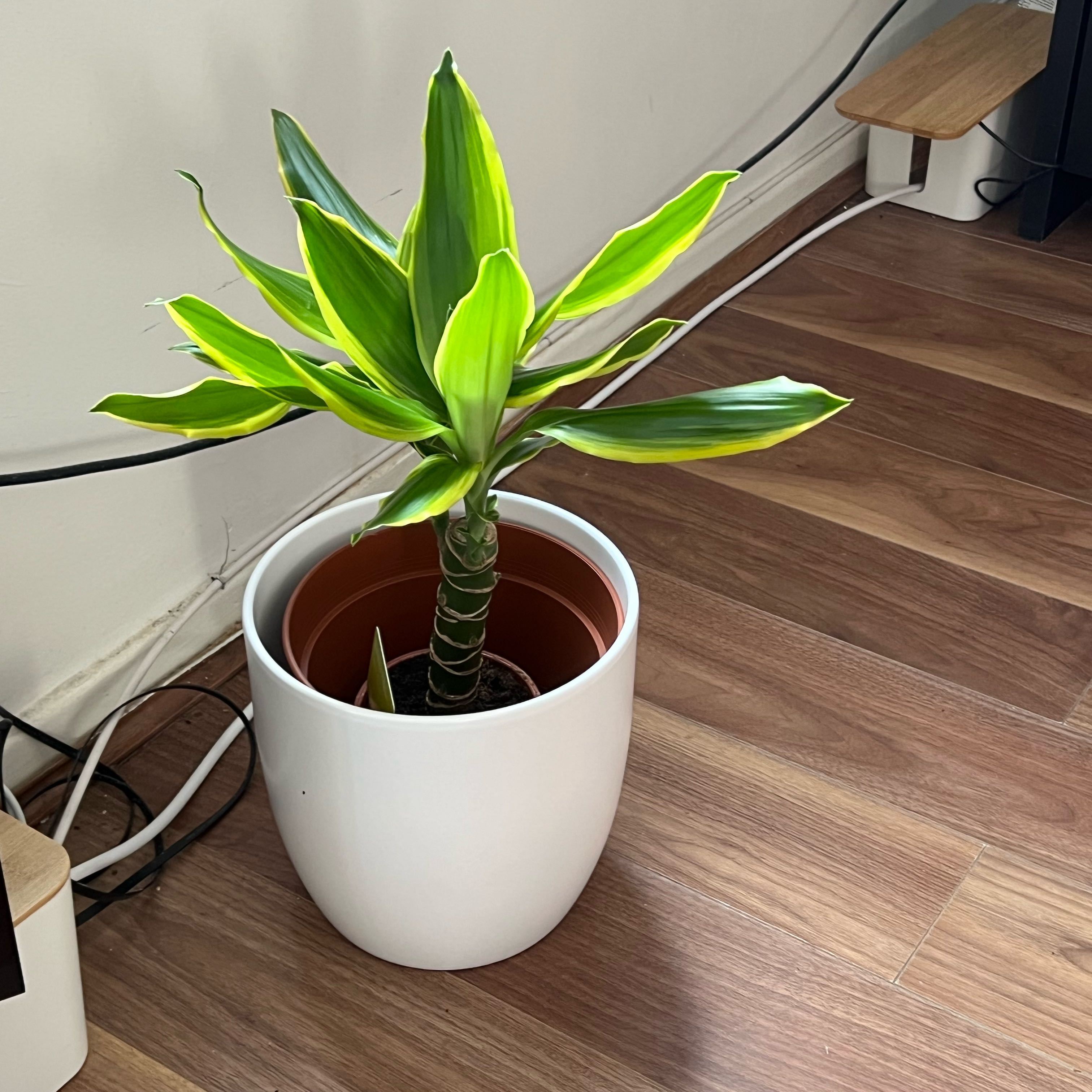 Photo of the plant species dragon tree golden coast by @ShinyGreenash named Lola on Greg, the plant care app