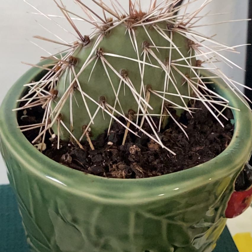 Photo of the plant species Navajo Bridge Prickly Pear by Jack named Spike on Greg, the plant care app