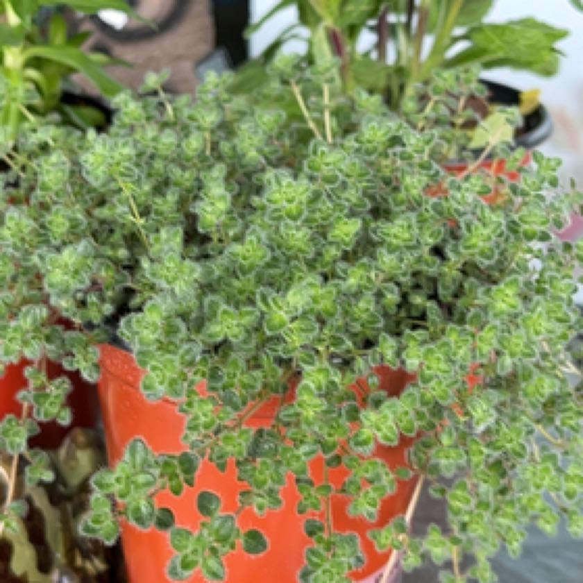 Photo of the plant species Woolly Thyme by @DesiredChollipo named Emerson on Greg, the plant care app