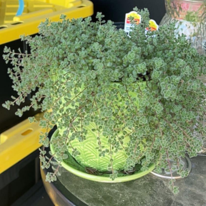 Photo of the plant species Woolly Thyme by @DesiredChollipo named Doja Cat on Greg, the plant care app
