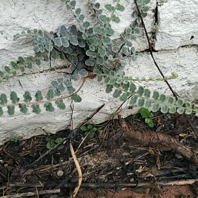 Photo of the plant species Astragalus monspessulanus by @ChosenDamascisa named Sherlock on Greg, the plant care app