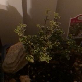 Photo of the plant species Pink Mountain Serissa by @AffectiveOkra named Surya on Greg, the plant care app