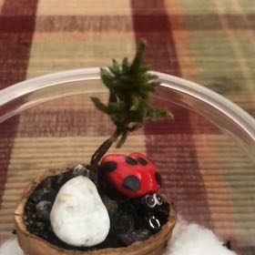 Photo of the plant species American Climacium Moss by @AffectiveOkra named Emerson on Greg, the plant care app