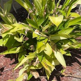 Photo of the plant species False Bird of Paradise 'Choconiana' by @ValidKiekie named Messi on Greg, the plant care app