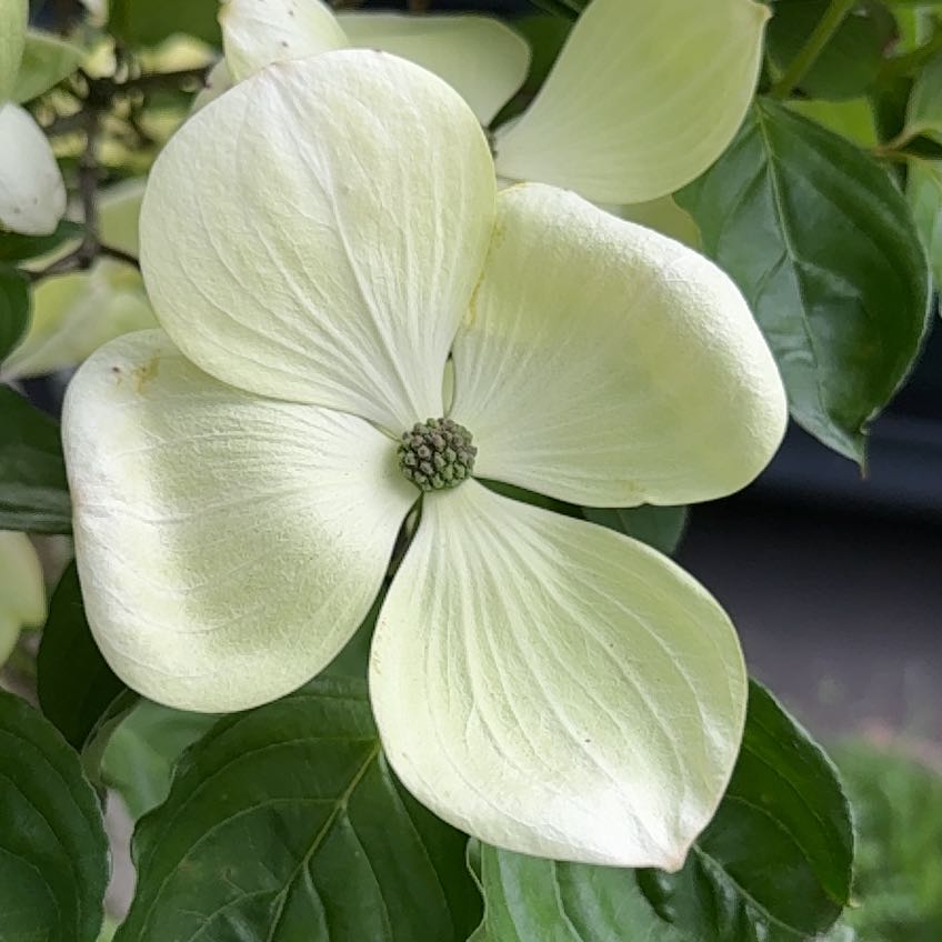 Photo of the plant species Kousa Dogwood by @BrotherLimetuff named Winston on Greg, the plant care app