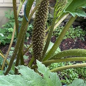 Photo of the plant species Giant Rhubarb by @BrotherLimetuff named Bigleef Smalls on Greg, the plant care app