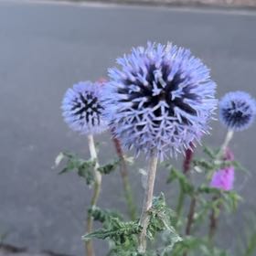 Photo of the plant species Canada Thistle by @BrotherLimetuff named Kesha on Greg, the plant care app