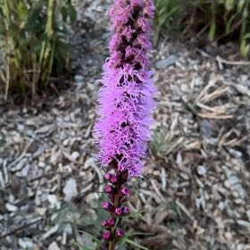 Photo of the plant species Dense Blazing Star by @BrotherLimetuff named Nemo on Greg, the plant care app