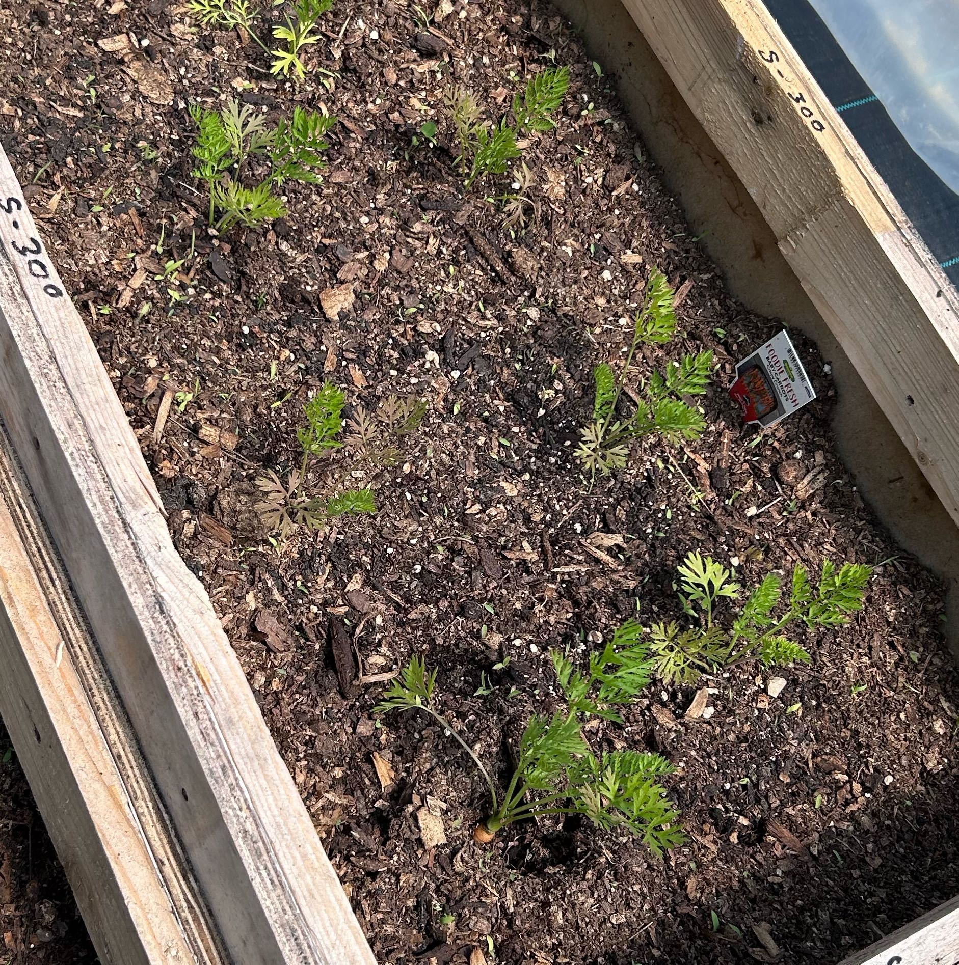 Photo of the plant species Chantenay Red Cored Carrot by @StaciaLee named Kendall on Greg, the plant care app