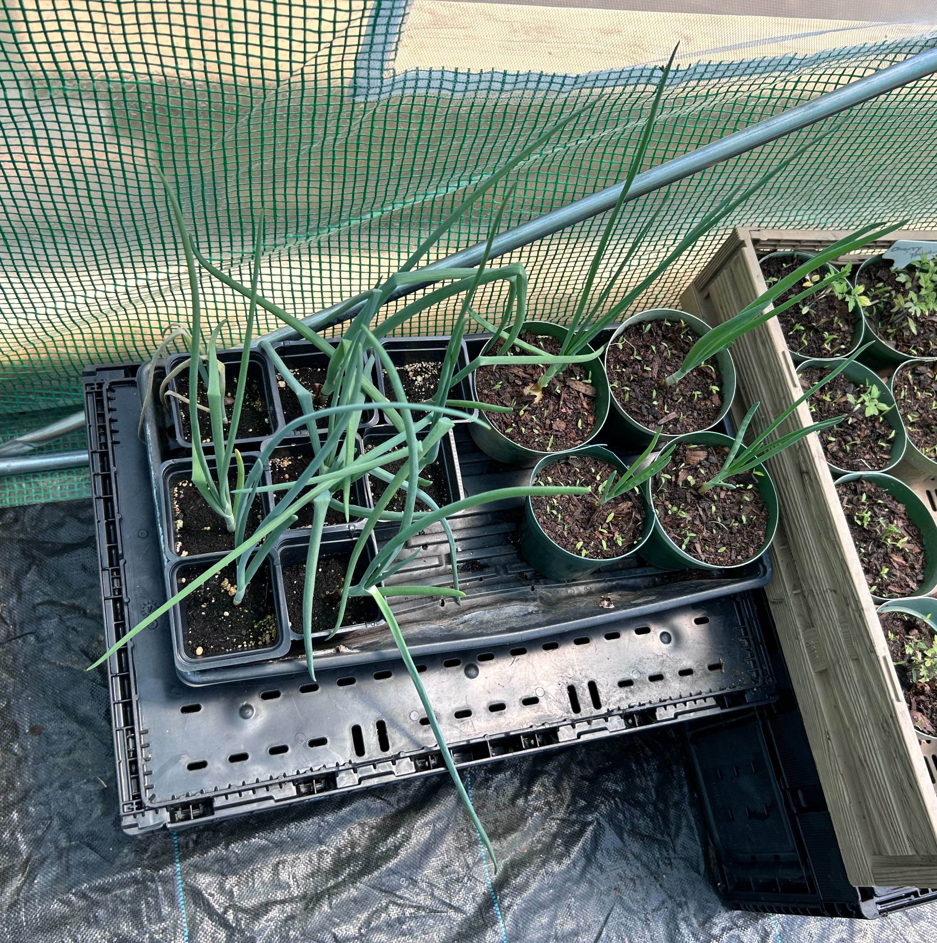 Photo of the plant species Small Yellow Onion by @StaciaLee named Sherlock on Greg, the plant care app