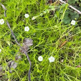 Photo of the plant species Scotch Moss by @PatientTropical named Achilles on Greg, the plant care app