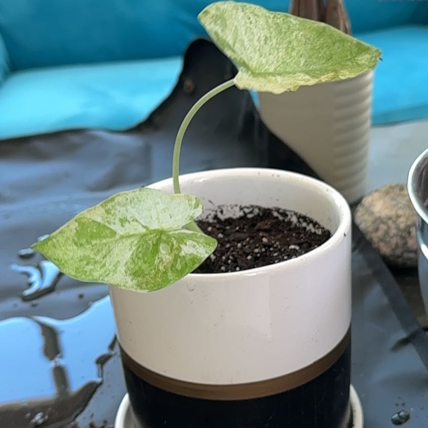 Photo of the plant species varigated elephants ear by @JewelledRedlion named Captain Plant-it on Greg, the plant care app