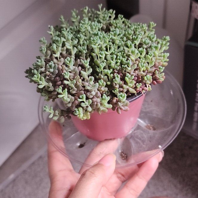 Photo of the plant species Corsican Stonecrop by @BusyPinkball named Athena on Greg, the plant care app