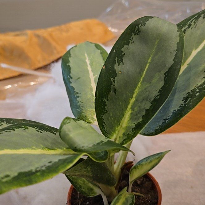 Photo of the plant species Aglaonema 'Green Bowl' by @MickPlantLover named Giuseppe Verde on Greg, the plant care app