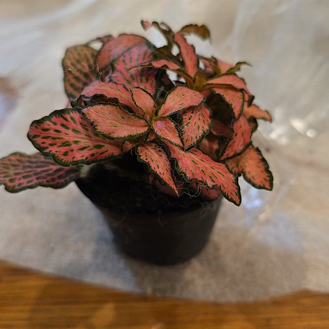 Photo of the plant species Fittonia 'Pink Forest Flame' by @MickPlantLover named Princess Jellybean on Greg, the plant care app