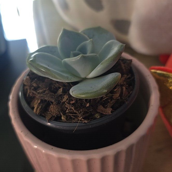 Photo of the plant species Garotto Echeveria by @MickPlantLover named Fleur de Gretchen on Greg, the plant care app