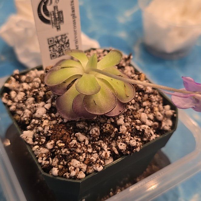 Photo of the plant species Pinguicula cyclosecta by @MickPlantLover named Dulce on Greg, the plant care app