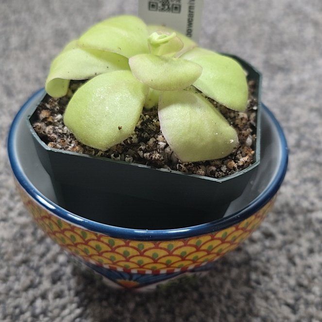Photo of the plant species El Lobo Butterwort by @MickPlantLover named Loca on Greg, the plant care app