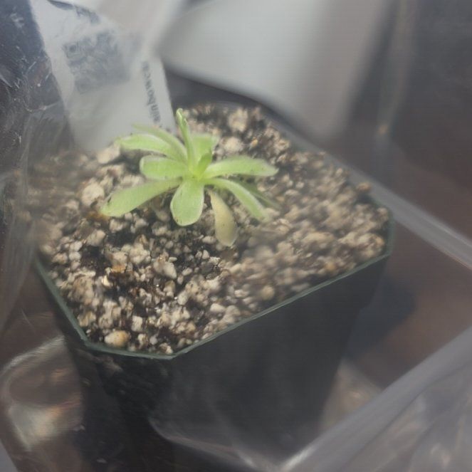 Photo of the plant species Pinguicula 'Snow Queen' by @MickPlantLover named Frostina on Greg, the plant care app