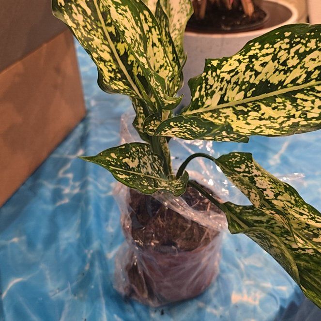 Photo of the plant species Aglaonema ‘First Diamond’ by @MickPlantLover named Deena Diamond on Greg, the plant care app