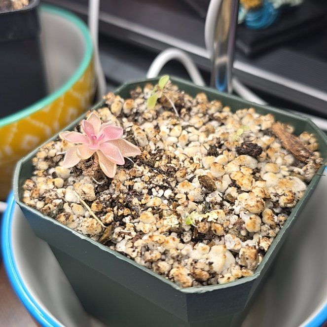 Photo of the plant species pinguicula estrellita by @MickPlantLover named Kool and the Gang on Greg, the plant care app