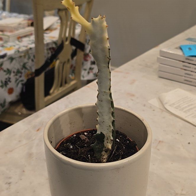 Photo of the plant species White Ghost Euphorbia by @MickPlantLover named Casper, The Friendly on Greg, the plant care app