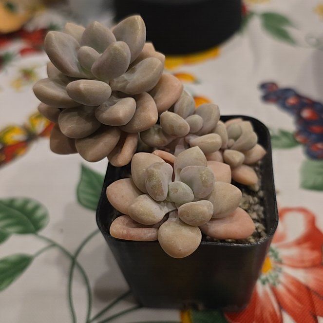 Photo of the plant species Lavender Pebbles by @MickPlantLover named Graptopetalum Pink Gumdrop on Greg, the plant care app