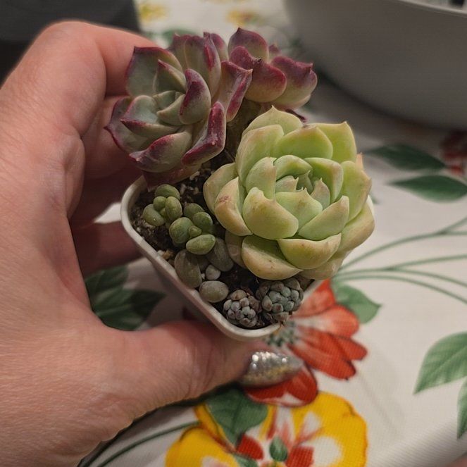 Photo of the plant species Echeveria Ruby Zaragozae by @MickPlantLover named Ice Soul, Cotlydn Pendens, & Sdm Clavatim on Greg, the plant care app
