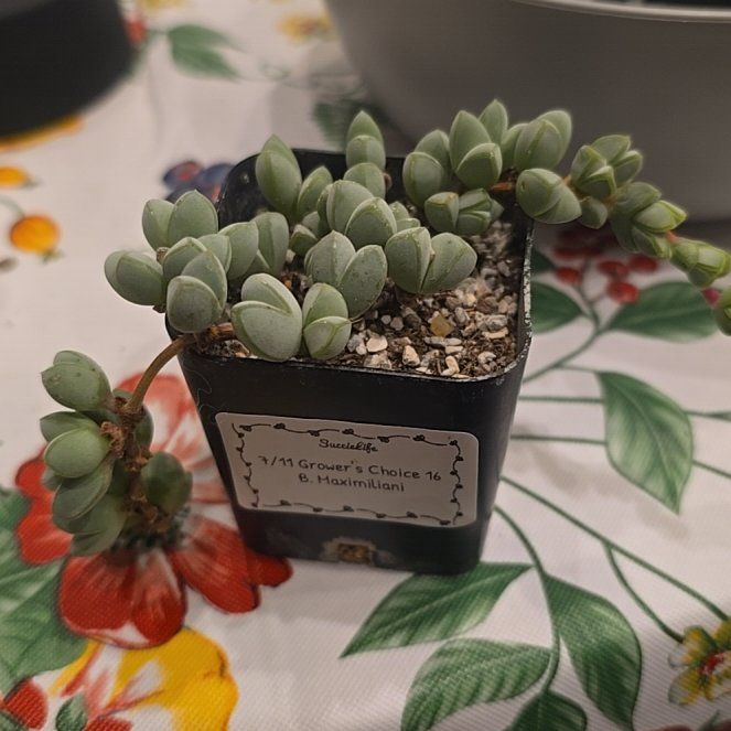 Photo of the plant species Beads Lampranthus by @MickPlantLover named B Max on Greg, the plant care app